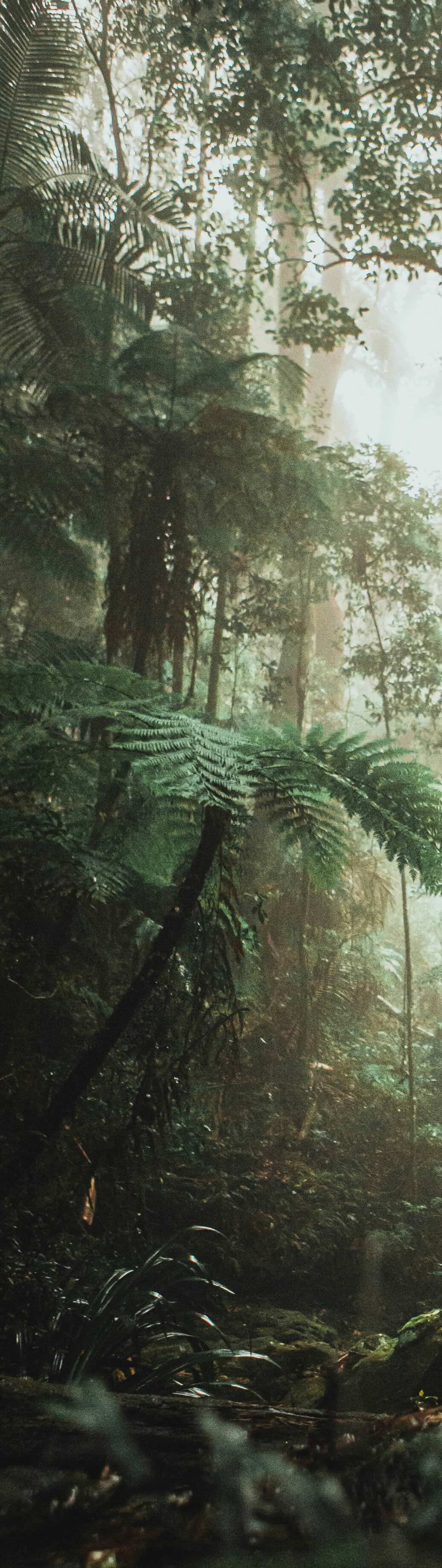 Forest background mobile